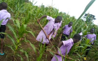 Farming Project With the kids